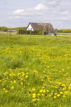 Spring meadows around a rural house, Lower Rhine, Germany