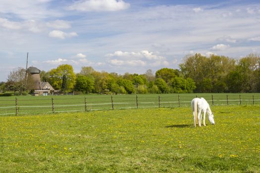 white horse on a spring pasture