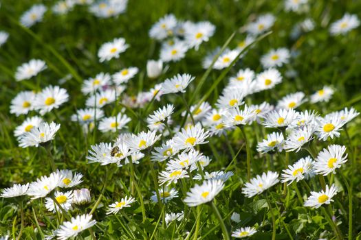 Background of blooming daisies