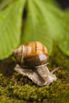 Snail on moss, natural concept saturated colors