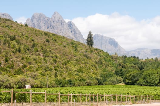 The Hottentots-Holland Mountains towering above vineyards near the Jonkershoek Nature Reserve