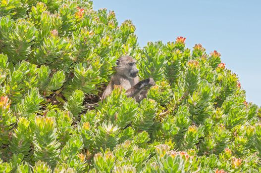 Chacma baboon (Papio ursinus), also known as the Cape baboon, in a protea shrub at Cape Point in the Table Mountain National Park in Cape Town, South Africa.
