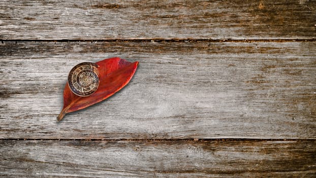 snail on a red leaf and wood base