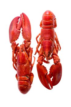 Close up Appetizing Cooked Red Lobsters Duo Isolated on White Background in Opposite Position.