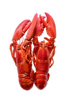 Close up Two Cooked Red Lobsters Standing Next to Each Other, Isolated on a White Background