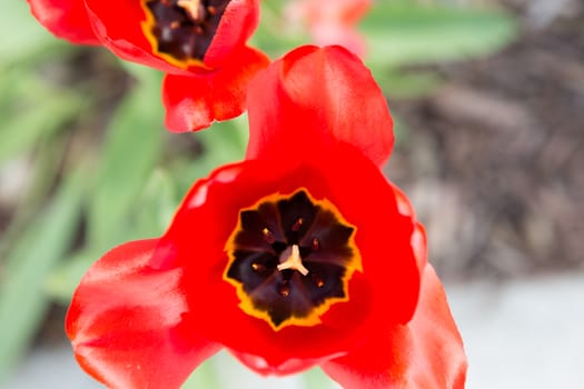 Striking vivid red tulip viewed from above showing the internal black and yellow pattern of the petals, an ornamental spring bulb cultivated in gardens and on farms for floristry and indoor decor