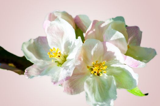 pink and white flowering blossoms of an apple tree