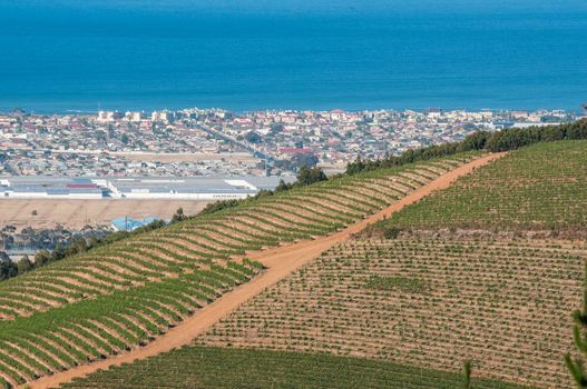 CAPE TOWN, SOUTH AFRICA - DECEMBER 15, 2014:  Vineyards at sunrise near Sir Lowrys Pass with Somerset West and Gordons Bay in the back
