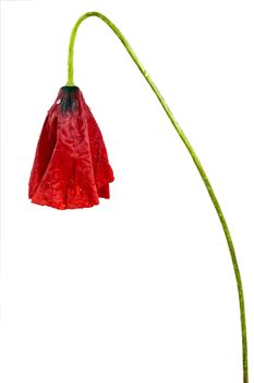 Red poppy facing downwards to form a lamp