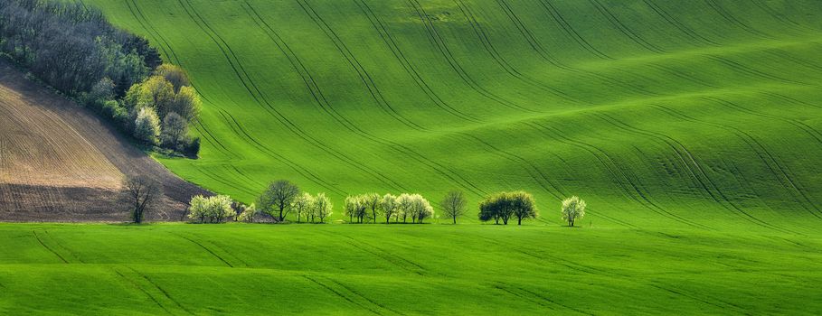 panoramic view of the field waves with blossoming trees, South Moravia, Czech Republic