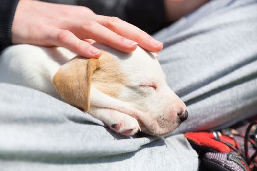 Mixed-breed adorable cute little puppy petting in a lap of a female owner, outdoors on a meadow on a sunny spring day.