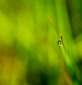 Picture of a Morning dew on blades of grass during sunrise