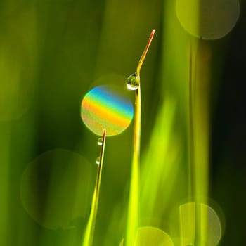 Picture of a Morning dew on blades of grass during sunrise