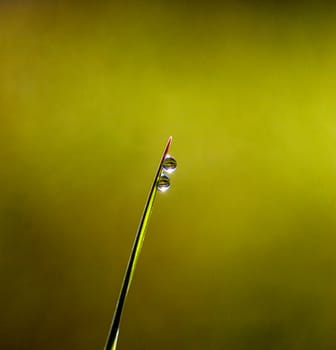 Picture of a Morning dew on blades of grass during sunrise