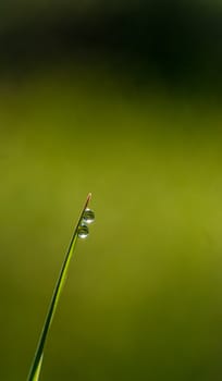 Picture of a Morning dew on blades of grass during sunrise