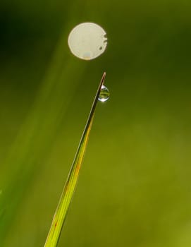 Picture of a Morning dew on blades of grass during sunrise