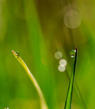 Picture of a Morning dew on blades of grass during sunrise