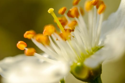 Picture of a Beautifull subtle colors of a stamens, macro, 