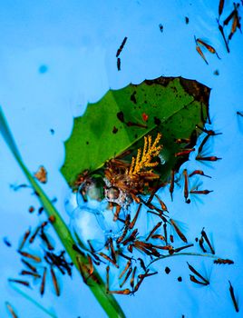 blue water bubbles,picture of a 