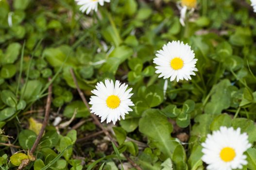 Pictured There is a nice green field covered with daisies in early summer