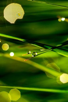 Nature Background with Morning dew on a Grass