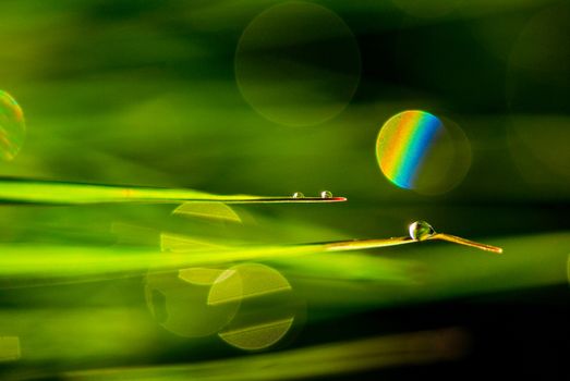 Nature Background with Morning dew on a Grass