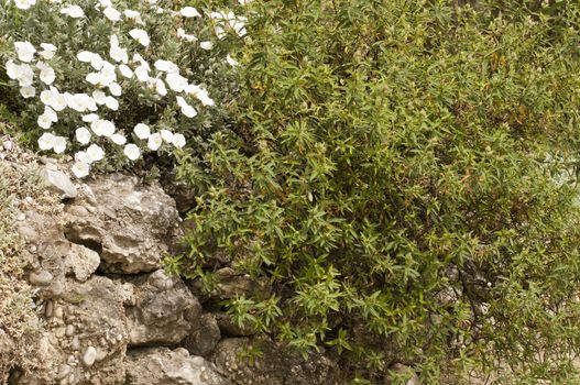 beautiful white flowers next to an evergreen shrub that grows in the rock in the countryside