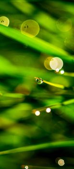 Nature Background with Morning dew on a Grass