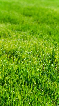 Fresh green wheat field  on a morning ,picture of a 