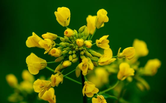 Picture of a ecological plant Rapeseed blossoms on Green blurred background