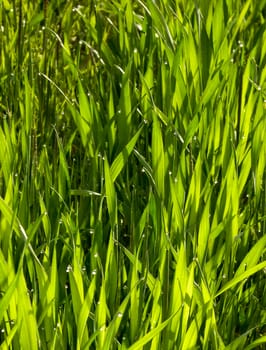Fresh green wheat field  on a morning ,picture of a 