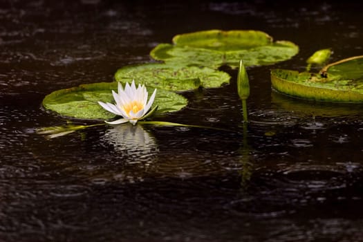 Water lily pad and flowers floating in a pond.