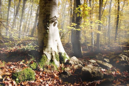 Beech forest at La fageda d'en Jorda. Lleida, Spain