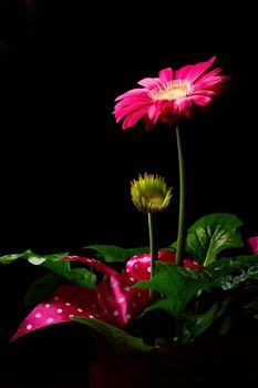 Purple gerbera flower