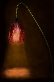 Red poppy facing downwards to form a lamp