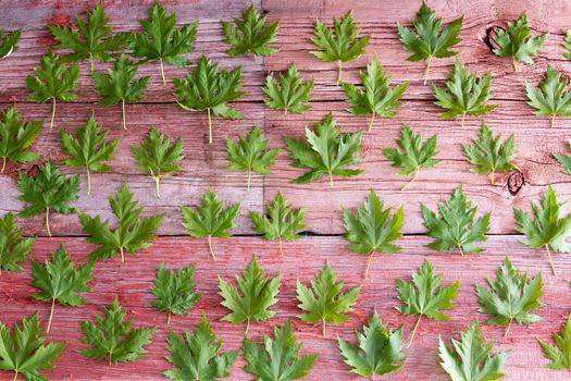 Fresh green maple leaf background pattern arranged in rows on rustic wooden boards conceptual of spring or Canada