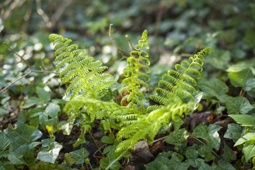A fern plant amoung green foliage
