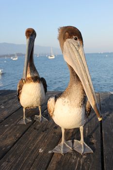 Two California pelicans on the Santa Barbara pier.