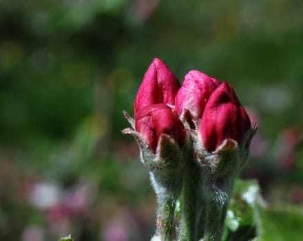 picture of a baeutifull apple blossom in orchard