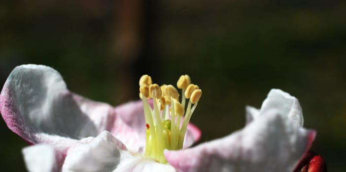picture of a baeutifull apple blossom in orchard