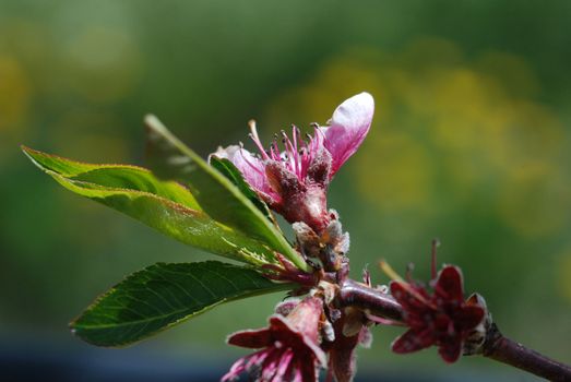 Picture of a Beautiful peach blossom,spring theme