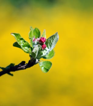 picture of a baeutifull apple blossom in orchard