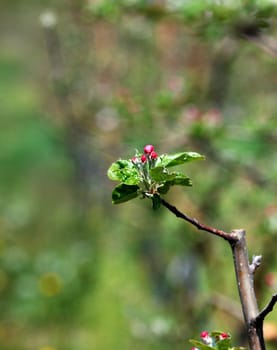 picture of a baeutifull apple blossom in orchard