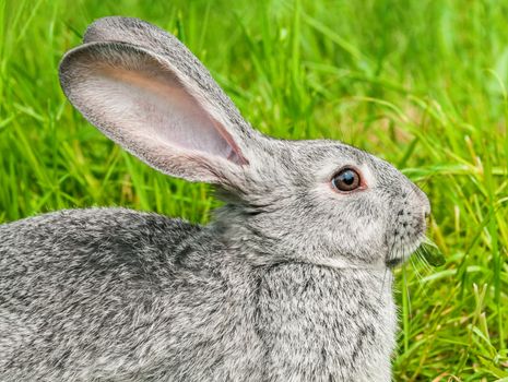 Rabbit sitting in grass, smiling at camera