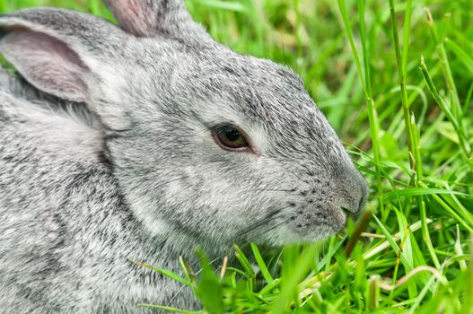 Rabbit sitting in grass, smiling at camera