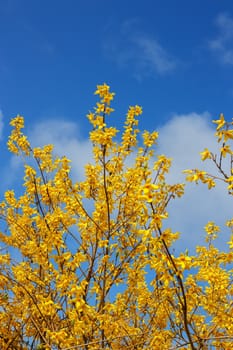 yellow rhododendron flowers on a background of blue sky