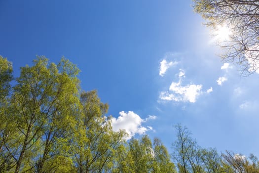 Looking up to the blue sky in forest. Ecological concept