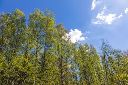Looking up to the blue sky in forest. Ecological concept