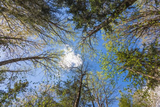 Looking up to the blue sky in forest through the trees. Ecological concept