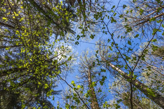 Looking up to the blue sky in forest through the trees. Ecological concept